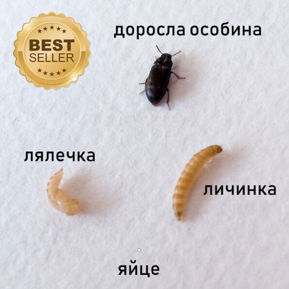 Знахар